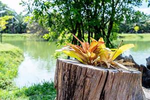 Tree plant with yellow leaves growing in an old dry tree stump in the summer park. Ornamental plants grow in a creative wooden flowerpot with green nature background. photo