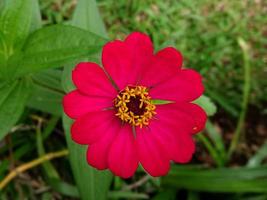 close up, macro beautiful pink flowers in garden photo