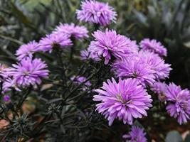 hermosa flor morada macro foto