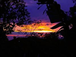 sunset with plant silhouette photo