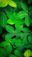 close-up leaf background photo