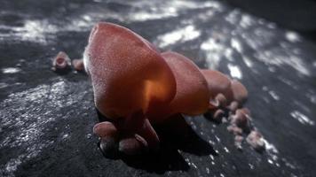 Mushrooms growing on dead trees photo