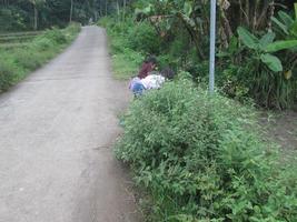 magelang, 2022, view of the village road with the right and left of the rice fields photo