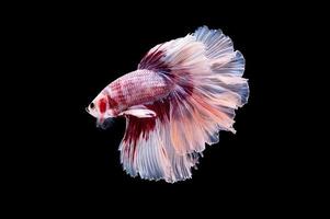 Action and movement of Thai fighting fish on a black background photo