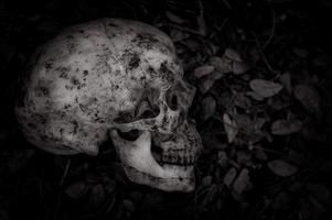 Still life of human skull that died for a long time was buried in the ground photo