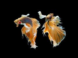 Action and movement of Thai fighting fish on a black background photo