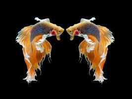 Action and movement of twin Thai fighting fish on a black background, Halfmoon Betta photo