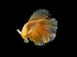 Action and movement of Thai fighting fish on a black background photo