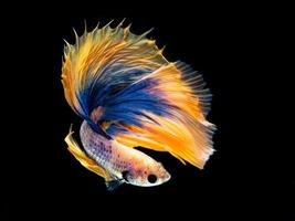 Action and movement of Thai fighting fish on a black background.