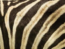 Pattern and texture of leather zebra skin