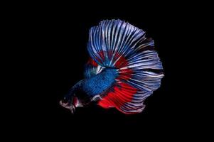 Action and movement of Thai fighting fish on a black background photo