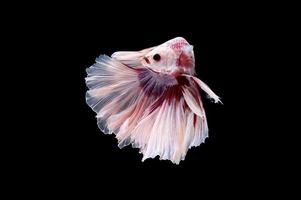 Action and movement of Thai fighting fish on a black background photo