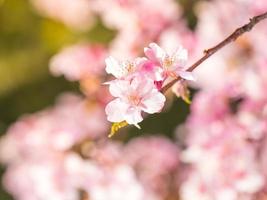 Pattern and texture from soft sakura on blur background photo