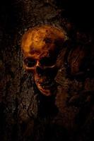 bodegón de cráneo humano que murió durante mucho tiempo fue enterrado en el suelo foto