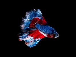 Action and movement of Thai fighting fish on a black background photo