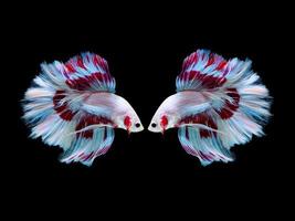 Action and movement of Thai fighting fish on a black background photo