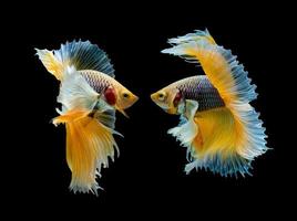 Action and movement of Thai fighting fish on a black background, Halfmoon Betta photo