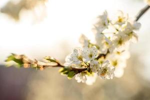 Plum blossom tree in a country garden near a country house photo