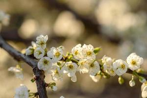 Plum blossom tree in a country garden near a country house
