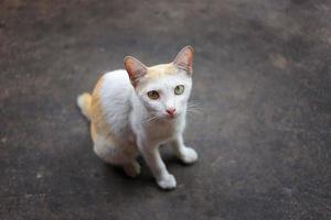 gato con color blanco y dorado sobre fondo marrón borroso foto