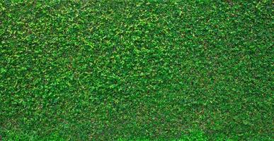 Green nature wall  textured background photo