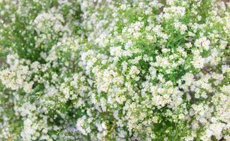 pequeñas flores de margarita blanca en un fondo borroso con hojas verdes. foto