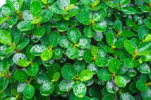 hojas verdes del árbol banyan coreano con gotas de lluvia en las hojas utilizadas como fondo. foto