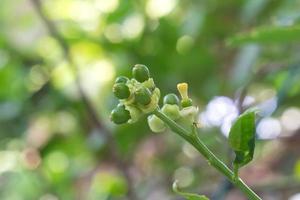 Young lime fresh and fragrant On the lime tree with bokeh background. photo