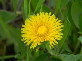 A young dandelion in the forest. Begins to open spring heat. photo