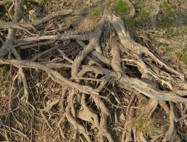 The roots of an old tree above the surface of the earth. photo