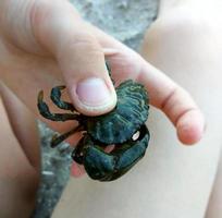 Sea crab in hand photo