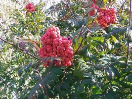 Ripe rowan berries photo