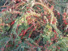 Covered with snow dog rose bushes with red berries in winter photo