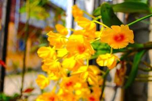 flores de orquídeas de color amarillo, ilustración floral dibujada a mano aislada en un fondo de orquídeas. foto