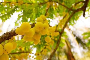 star gooseberry on tree or Phyllanthus acidus Skeels. bunch gooseberry. Phyllanthus acidus, known as the Otaheite gooseberry, country gooseberry, star , damsel, grosella , damsel , karamay. photo