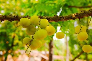 star gooseberry on tree or Phyllanthus acidus Skeels. bunch gooseberry. Phyllanthus acidus, known as the Otaheite gooseberry, country gooseberry, star , damsel, grosella , damsel , karamay. photo