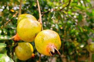 There are several ripe pomegranate fruits on tree. photo