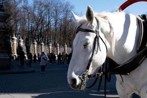 White harnessed horse for walking stands and dozes photo