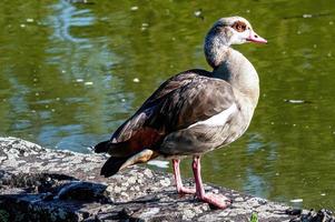 Egyptian Duck standing on the stone surface near the lake water under the sunlight photo