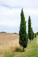 Rows of green trees along the pathway leading to the Abbazia di San Galgano in Italy photo