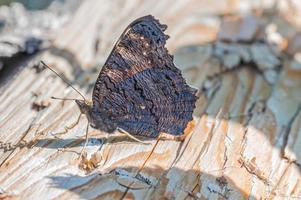 Selective focus shot of a butterfly on the wood photo