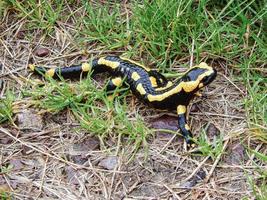 primer plano de una salamandra de fuego en la hierba foto