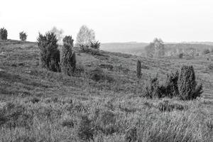 landscape with trees photo