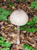 beautiful mushrooms in autumn, poisonous photo