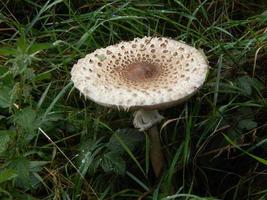 beautiful mushrooms in autumn, poisonous photo