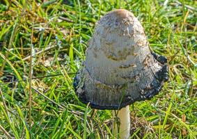 beautiful mushrooms in autumn, poisonous photo