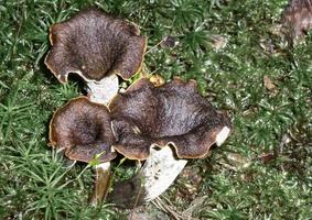 beautiful mushrooms in autumn, poisonous photo