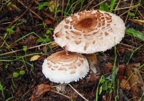 beautiful mushrooms in autumn, poisonous photo