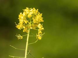 primer plano de flores amarillas en la primavera foto