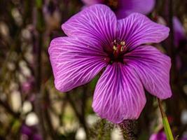 Geranium maderense pink flower photo